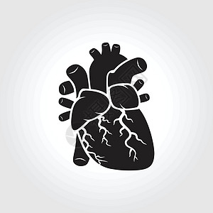 心脏解剖符号图片