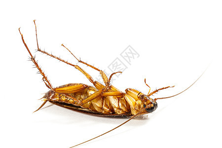 蟑螂脸朝上动物疾病感染天线颠覆农药翅膀生物害虫厌恶图片