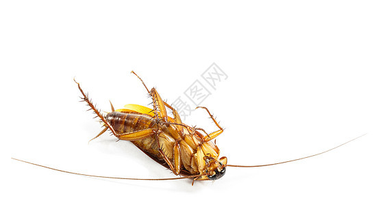蟑螂脸朝上天线厌恶动物侵扰颠覆身体疾病载体卫生昆虫图片