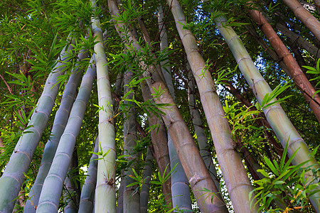 亚洲竹木森林木头野生动物生长叶子假期摄影文化公园旅行生活图片