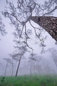 带烟雾和野花田的松林活力草地生长森林雨林自然保护区枞树场地松树树木图片