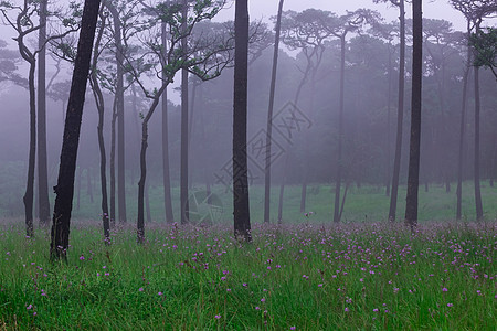 带烟雾和野花田的松林树木童话树干薄雾生长活力针叶林草地针叶树雨林图片