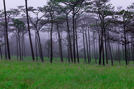 带烟雾和野花田的松林枞树自然保护区松树场地森林树区植物树干针叶树树木图片