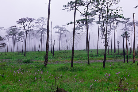 带烟雾和野花田的松林活力生长雨林草地童话森林针叶林松树荒野植物图片