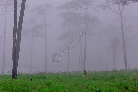 带烟雾和野花田的松林薄雾雨林植物树区生长草地场地活力童话森林图片