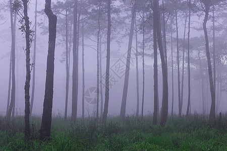 带烟雾和野花田的松林云杉树树区树木雨林童话荒野生长场地薄雾活力图片