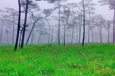 公平森林枞树树木针叶树生长雨林场地童话树干薄雾草地图片