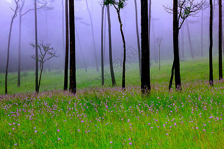 公平森林荒野雨林植物薄雾枞树针叶林草地活力童话生长图片