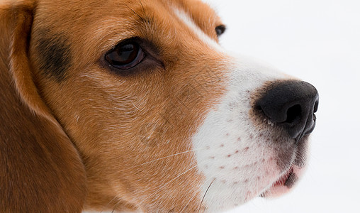 比格尔 Beagle配种耳朵动物外貌男性棕色胡须哺乳动物良种鼻子图片