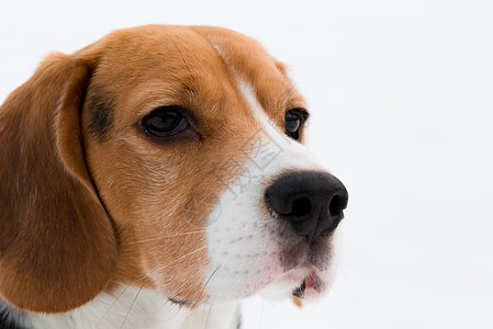 比格尔 Beagle胡须白色男性耳朵眼睛配种哺乳动物良种手表养狗图片