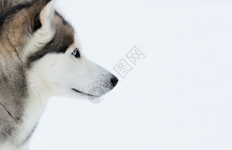 西伯利亚霍斯基外貌哺乳动物手表宠物胡须环境衣领男性动物耳朵图片