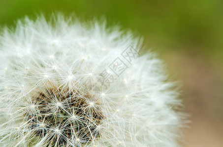 过去开花板细节蜘蛛植物群宏观种子蓝色季节柔软度植物植物学羽毛图片