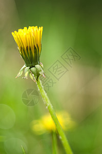 达当量植物群太阳农业季节花园草地晴天生长场地国家图片