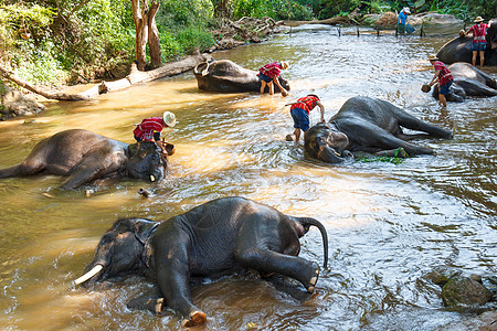 泰国大象和麻将一起洗澡帽子淋浴男人野生动物哺乳动物树干驯象师旅行象牙飞溅图片