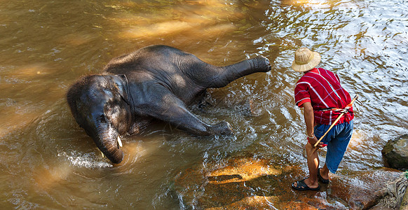 泰国年轻大象和mahout(巨象司机)一起洗澡图片