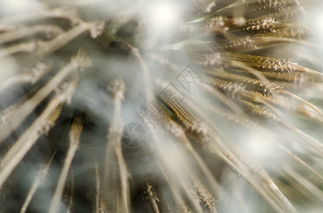 粘贴浮球 dandelion 细节野花植物群宏观季节花朵蓝色生活工作室花园青色图片