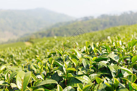 茶叶种植园花园旅行草本植物茶园热带蓝色高地树叶环境农场图片