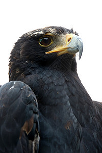 黑鹰或Verreaux的鹰肖像图片
