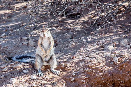 南非地面松鼠沙漠警报荒野哺乳动物公园动物生物野生动物栗鼠动物群图片
