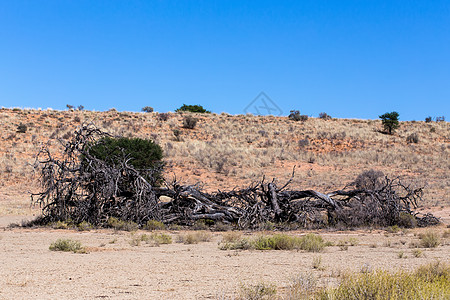 沙漠枯树干旱地貌的孤独枯树高原灌木丛动物树木食草草原荒野野生动物跨境衬套背景