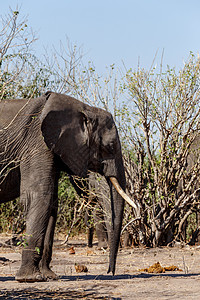 乔贝国家公园非洲大象动物野生动物法力成人衬套男性哺乳动物大草原耳朵荒野图片