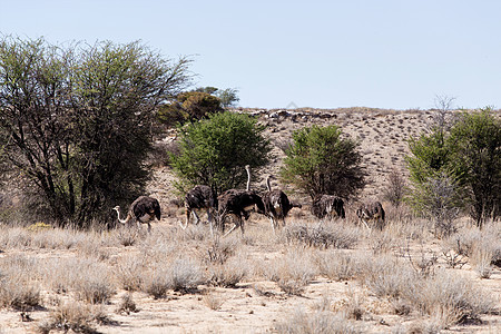 南非Kgalagadi的骆驼动物荒野鸵鸟旅行公园脖子环境沙漠野生动物地区图片
