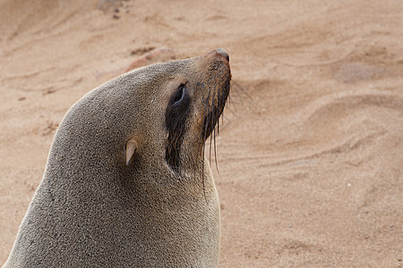 红皮海豹肖像画纳米比亚的海狮海洋荒野野生动物海岸线海滩小狗岩石捕食者生态公园图片