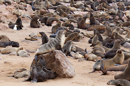 巨大的棕皮海豹聚居地     纳米比亚的海狮殖民地岩石海岸毛皮公园海岸线哺乳动物小狗野生动物生态图片