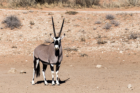 瞪羚公园动物群牛角跑步荒野沙漠国家哺乳动物动物沙丘图片