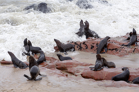 巨大的棕皮海豹聚居地     纳米比亚的海狮食肉公园岩石团体小狗哺乳动物海滩半岛动物荒野图片