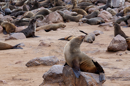 巨大的棕皮海豹聚居地     纳米比亚的海狮海岸野生动物小狗食肉公园岩石哺乳动物殖民地海岸线生态图片