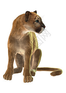 美洲豹猫科动物群濒危食肉尾巴捕食者大猫动物毛皮休息图片