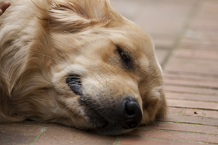 狗的肖像幸福犬类公园快乐情人宠物动物小狗朋友图片