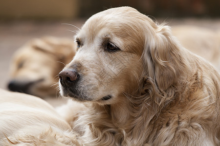 狗的肖像宠物小狗动物幸福朋友犬类情人快乐公园图片