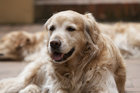 狗的肖像公园朋友动物小狗宠物犬类情人快乐幸福图片