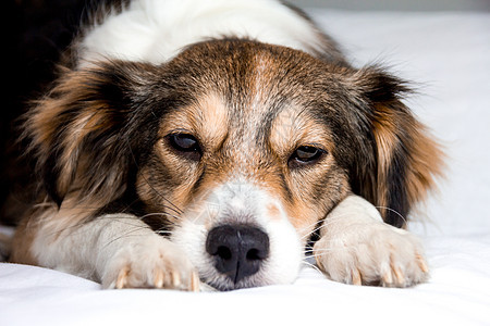 睡觉狗犬类动物斗牛犬朋友宠物英语哺乳动物耳朵白色小狗图片