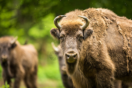 欧洲野牛力量草地红利动物群反刍动物场地动物园公园奶牛场奶牛背景图片