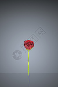 单红玫瑰花瓣玫瑰背景图片