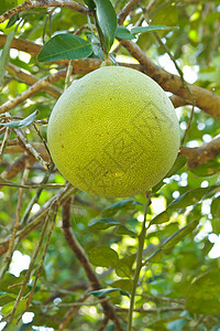 在树上种植绿色葡萄油生产收成植物热带柚子橙子叶子树叶食物果园图片