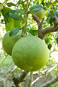 在树上种植绿色葡萄油热带花园植物橙子柚子生产水果食物叶子季节图片