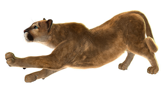 美洲豹大猫哺乳动物猎人尾巴捕食者动物毛皮拉伸食肉濒危图片