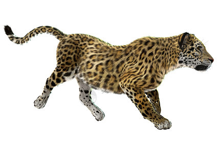 美洲虎豹属哺乳动物捕食者荒野力量野猫动物猎人优雅跑步图片