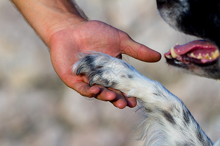 狗爪和人手男人犬类动物朋友宠物手臂训练快乐白色女性图片