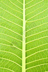 叶叶的纹理叶子静脉环境生长植物群绿色生态黄色植物学树叶图片