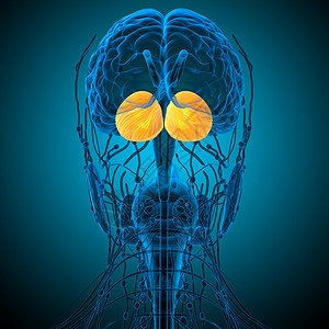 3d为人体脑脑的医学插图髓质大脑小脑颅骨绳索中脑垂体解剖学嗅觉脑桥图片