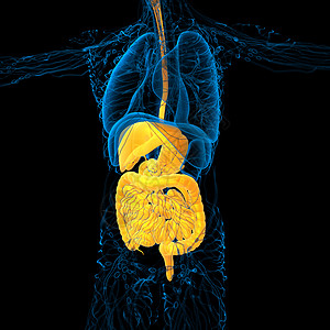 3d为人类消化系统提供医学说明腹部膀胱解剖学胆囊腹痛胰腺图片