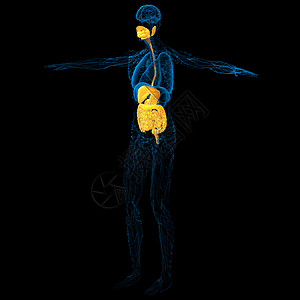 3d为人类消化系统提供医学说明腹痛膀胱解剖学胆囊胰腺腹部图片