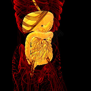 3d为人类消化系统提供医学说明解剖学膀胱腹部腹痛胰腺胆囊背景图片