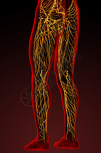 3d 成为淋巴系统医学图解细胞器官节点血管癌症蒸汽航海图片