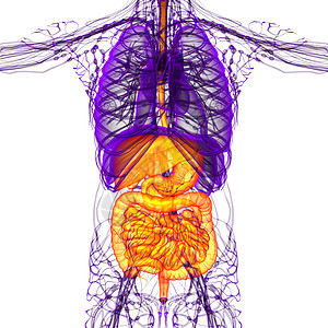 3d为人类消化系统提供医学说明解剖学膀胱胆囊腹痛腹部胰腺背景图片